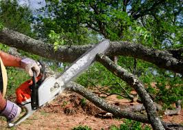 Best Tree Removal Services  in Bayview, CA